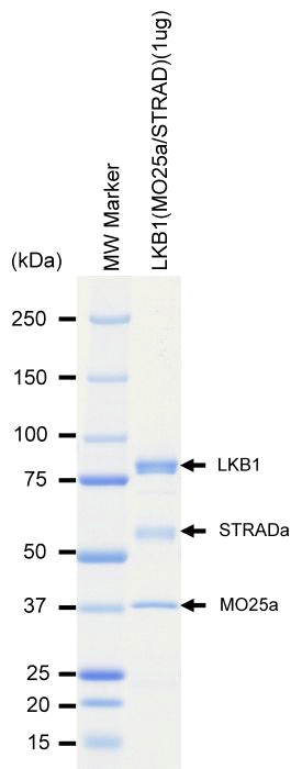 The purity was assessed by SDS-PAGE/CBB staining.